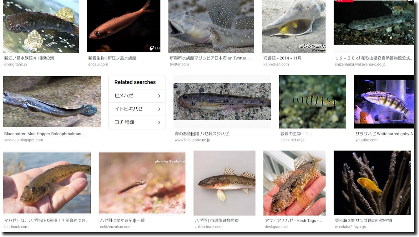 中年の日本帰郷 Vol 12 キモい謎魚とのドタバタ アメリカ南部ど田舎奮闘記