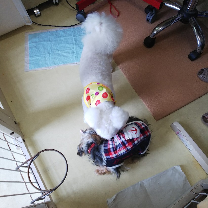 c0191390_21560647.jpg