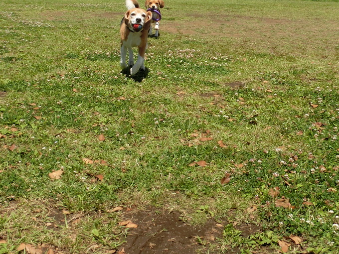 a0319693_6301387.jpg