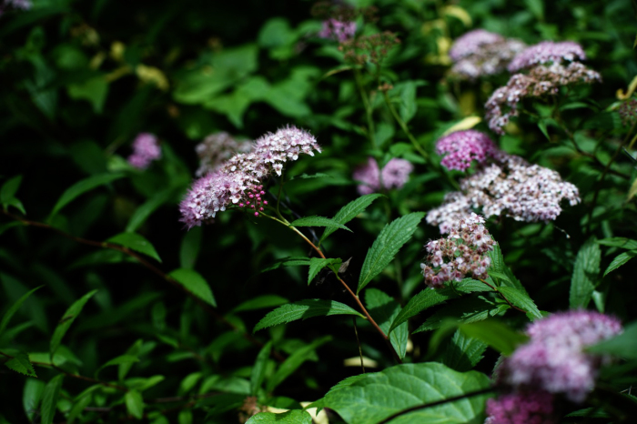 c0082800_22105764.jpg