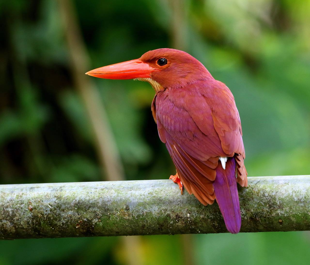 昨年のリュウキュウアカショウビン 一期一会の野鳥たち