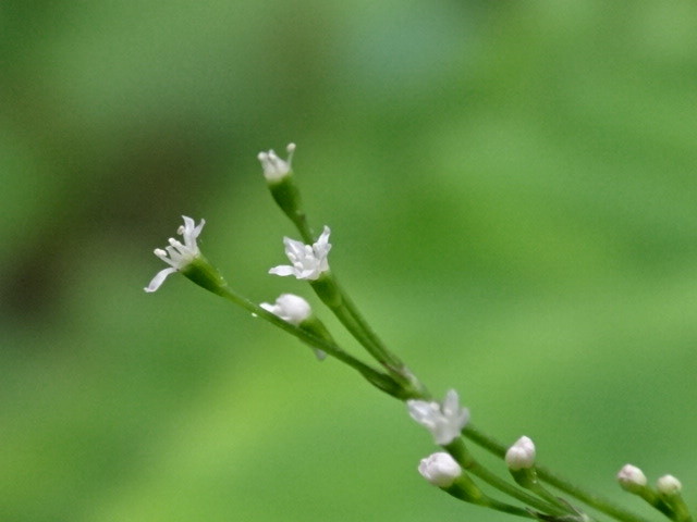 三つ葉の小さい花 19 6 19 徳ちゃん便り 三つ葉の小さい花 19 6 19 徳ちゃん便り