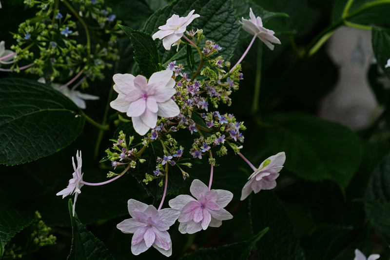 アジサイ満開＠万博公園　Hydrangea_c0167821_21215222.jpg