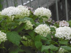c0133422_22415428.jpg