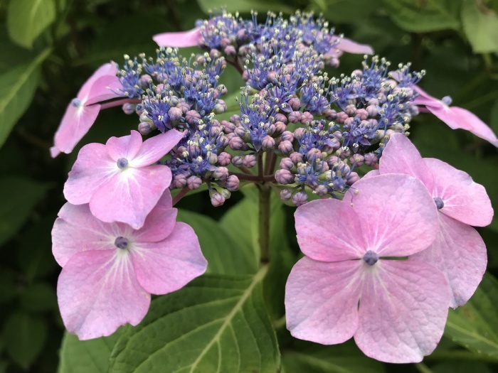 雨に咲く花・・・(4105)_e0349324_21174182.jpg