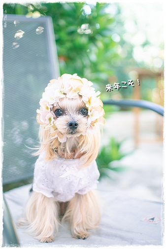 こなつ、紫陽花の妖精になる。_d0179828_11375788.png