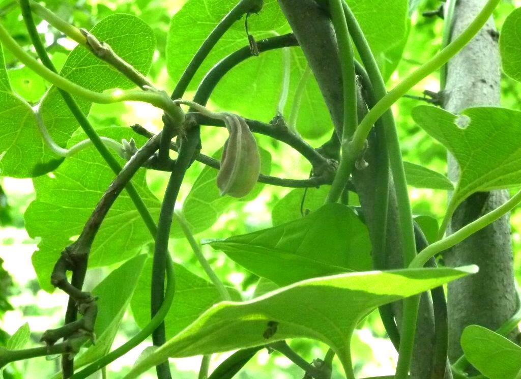 オオバウマノスズクサの葉裏に ぽつぽつ山レポ ときどき休み ところにより道草 オオバウマノスズクサの葉裏に ぽつぽつ山レポ ときどき休み ところにより道草