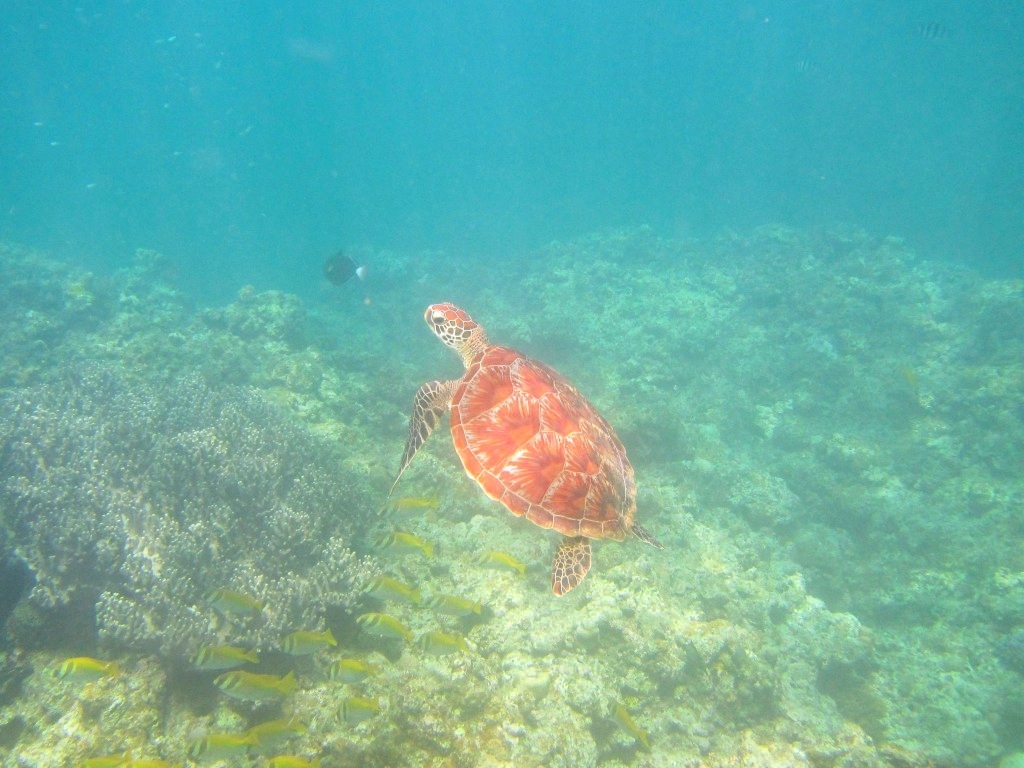 really wanna see sea turtle !!_a0189838_20213655.jpg