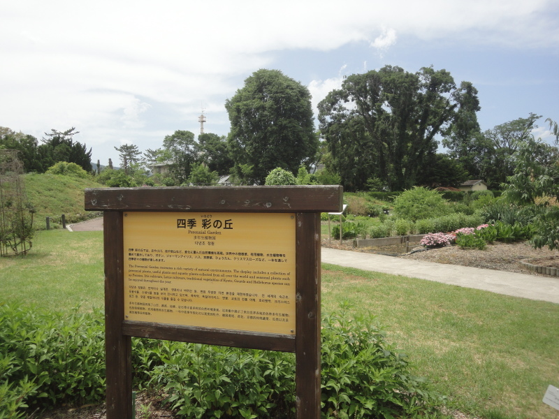 d0359338_11362779.jpg