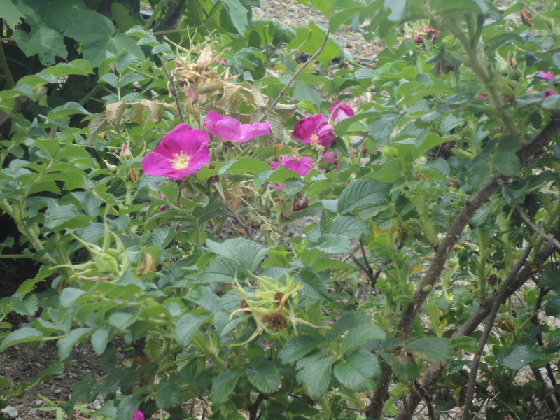 d0359338_11412582.jpg