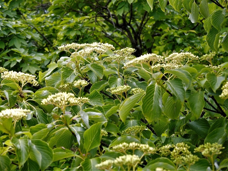 d0347140_15315463.jpg
