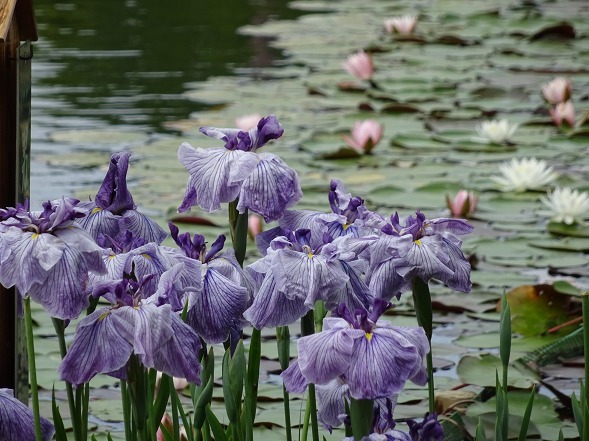 枚方市民の森公園の花菖蒲ほか_b0299042_23414408.jpg