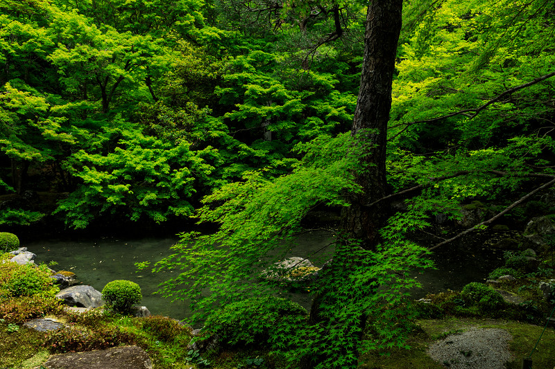 新緑の蓮華寺_f0155048_23405685.jpg