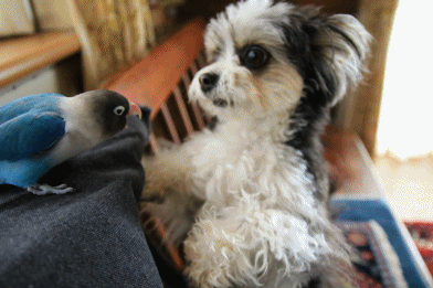 c0145250_11190315.gif