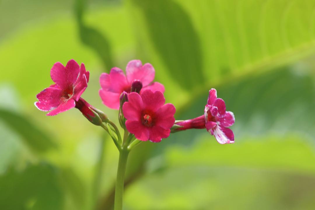 白山高山植物園・後編_e0403850_00295907.jpg