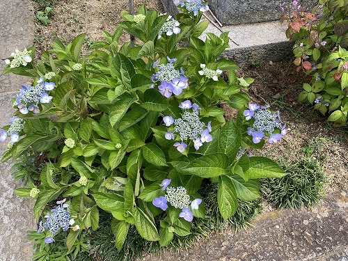 6月１６日（日）第84番札所　八島寺（やしまじ）_c0327752_11232634.jpg