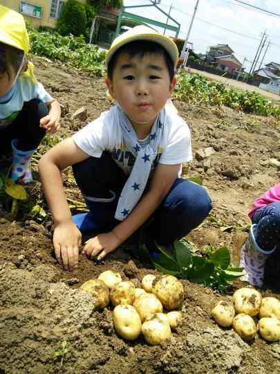 Potato Picking!　お芋ほり！_e0351952_12375732.jpg
