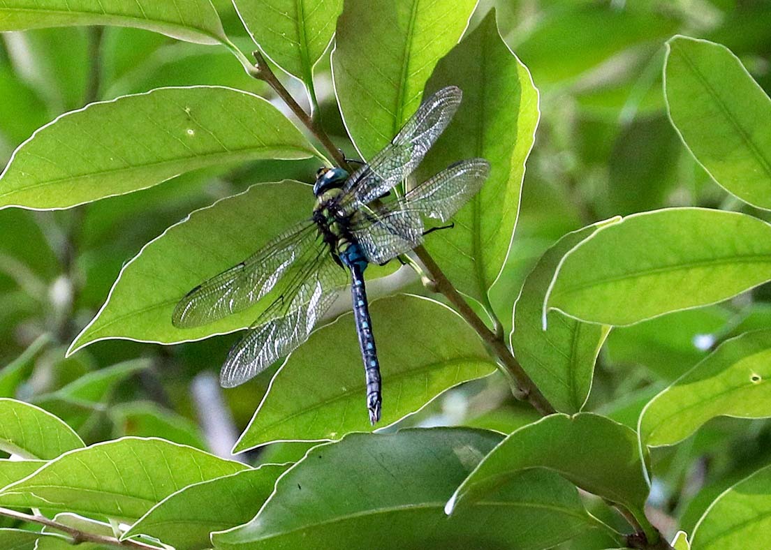 d0146854_22351005.jpg