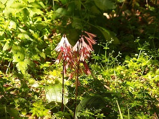 e0004756_20085972.jpg
