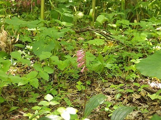 e0004756_20094447.jpg