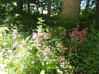 e0004756_20103063.jpg