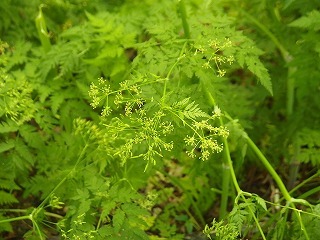 e0004756_20151429.jpg