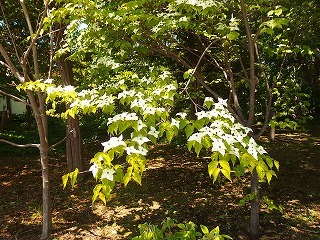 e0004756_20524328.jpg