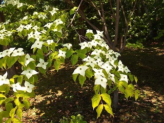 e0004756_20541451.jpg