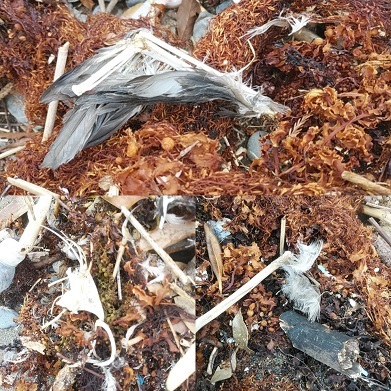 c0172261_15515114.jpg