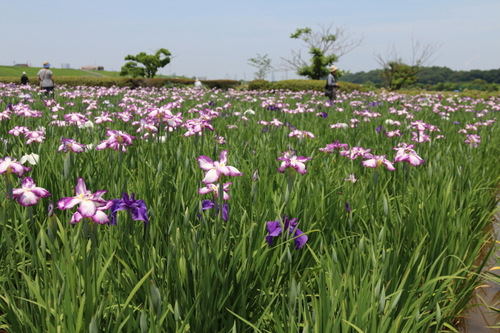 小岩菖蒲園まつり☆ハナショウブ　１_d0152261_14073052.jpg