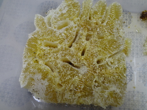 盛り上げ巣蜜を採蜜しました。 : 鑑定士ハチの部屋