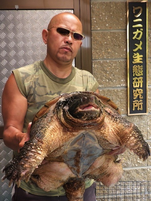 笑顔でカミツキガメを駆除する奴等と真逆の自分 ワニガメ生態研究所