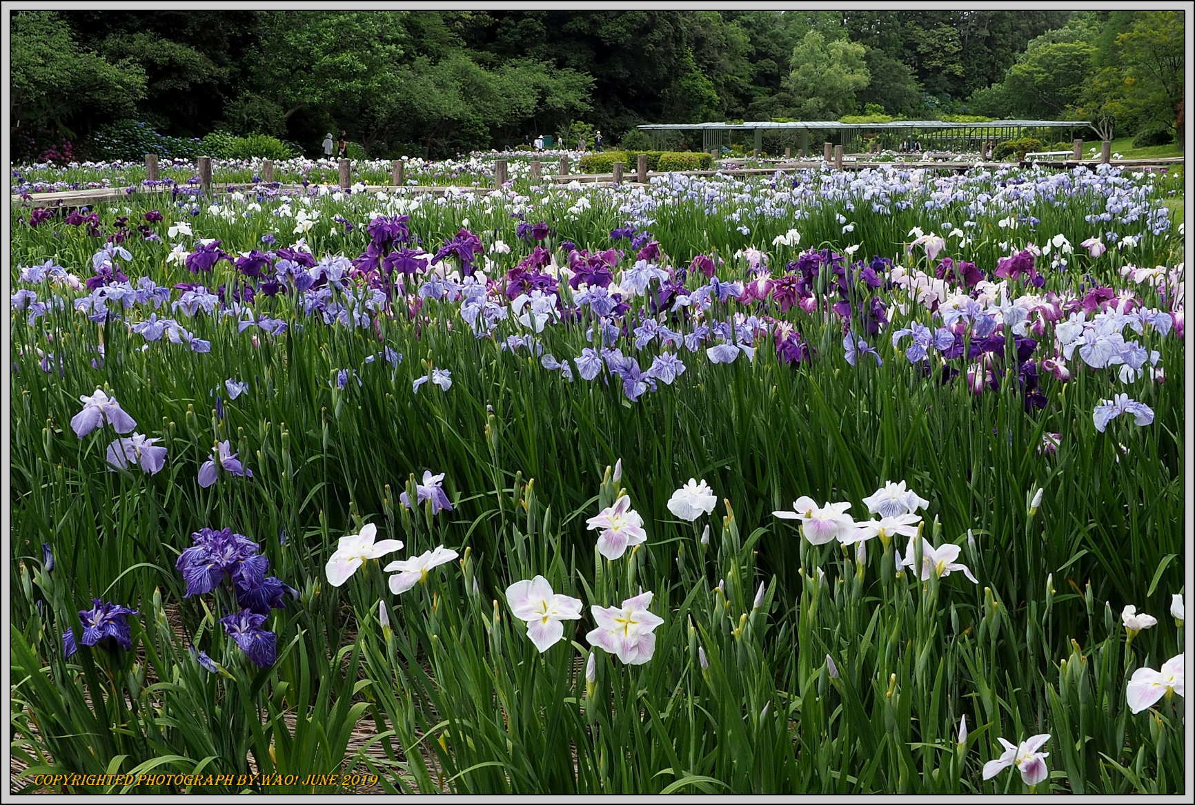 花しょうぶ園（2019）－２_c0198669_18510971.jpg