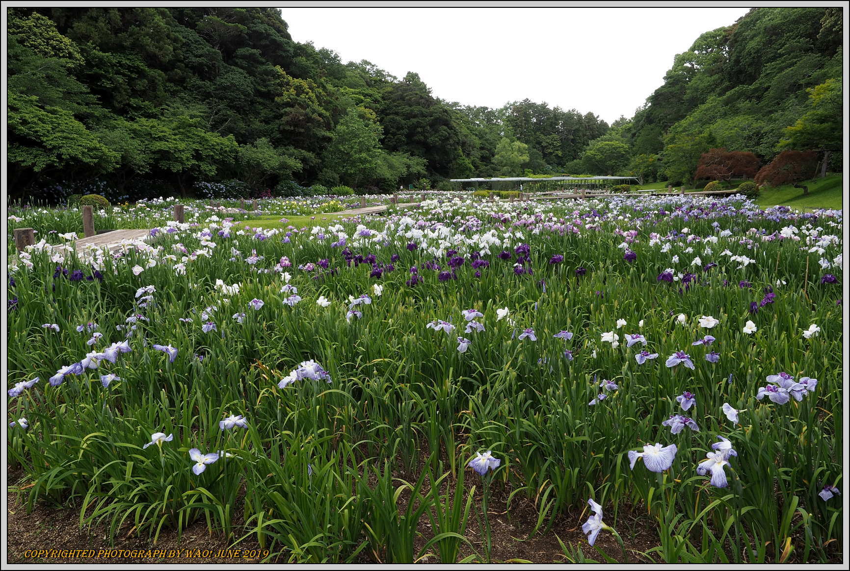 花しょうぶ園（2019）－２_c0198669_18512432.jpg