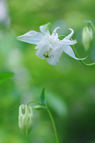 西洋オダマキ４種 花日記