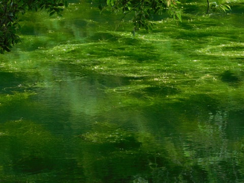c0084183_10294248.jpg