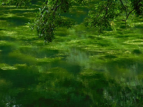 c0084183_1031449.jpg