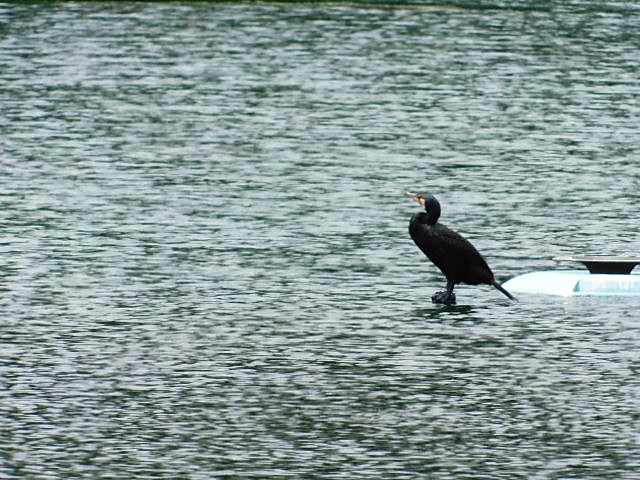c0084183_10361595.jpg
