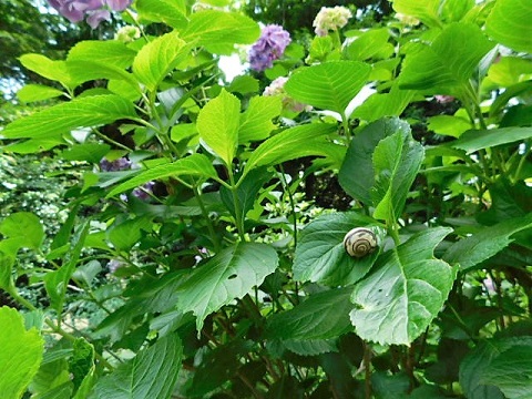 c0084183_1036482.jpg