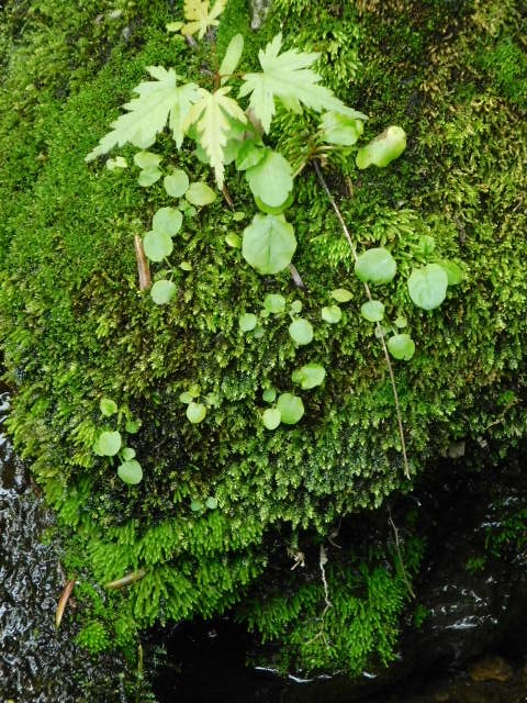 c0084183_10453394.jpg
