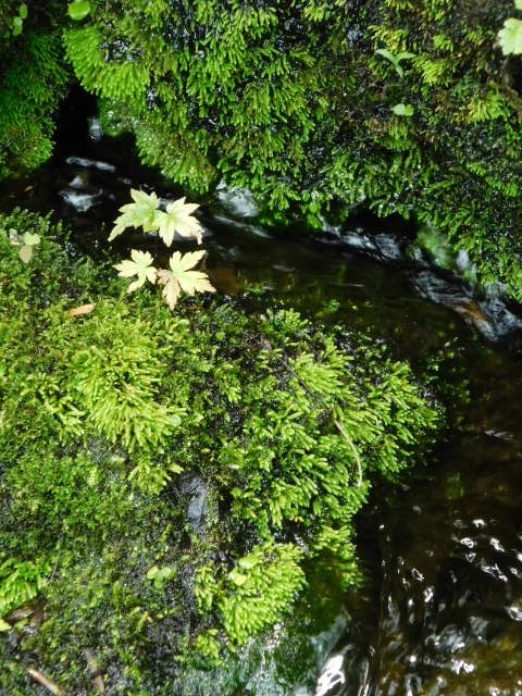 c0084183_10454848.jpg