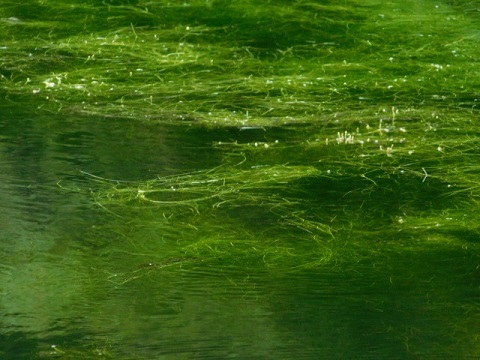 c0084183_958895.jpg