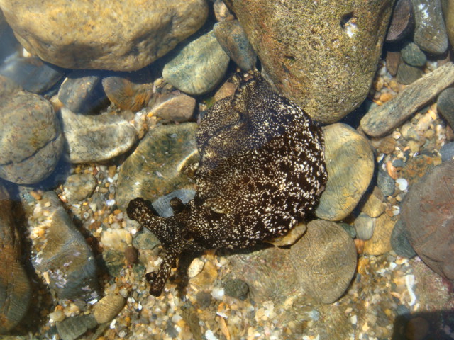 平磯海岸（那珂湊層） ②_e0417493_04400774.jpeg