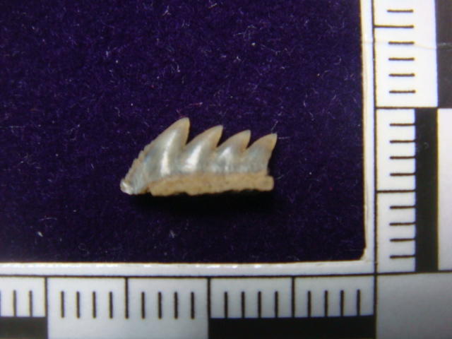 漸新世のサメの歯〔3種〕_e0417493_04432924.jpeg
