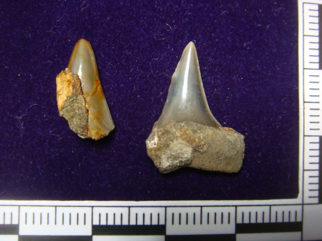 漸新世のサメの歯〔3種〕_e0417493_04433028.jpeg