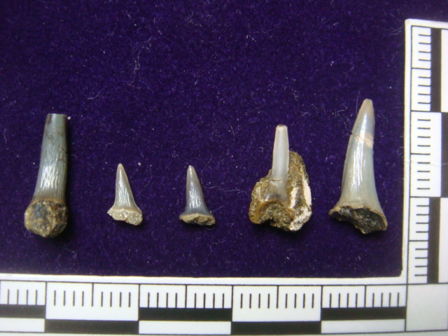 漸新世のサメの歯〔3種〕_e0417493_04433146.jpeg