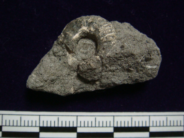 福島県 白亜紀 アンモナイト ③_e0417493_04455150.jpeg