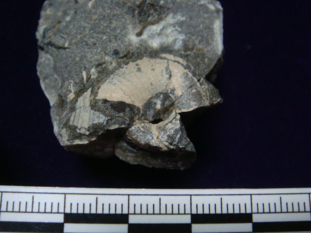 福島県 白亜紀 アンモナイト ③_e0417493_04455156.jpeg