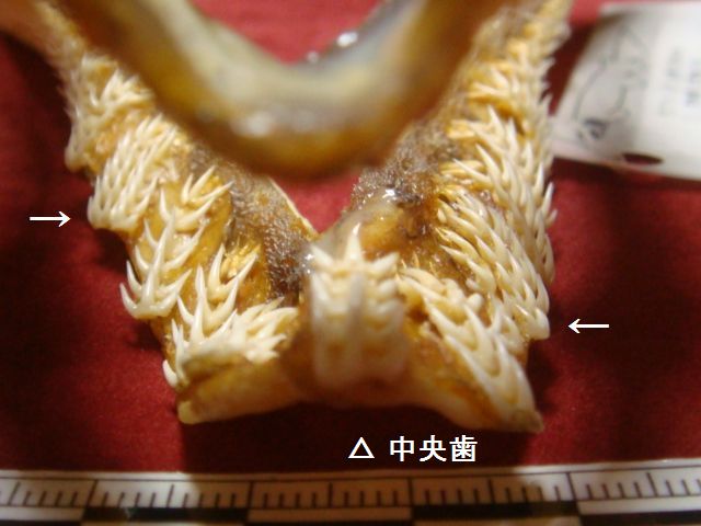 ラブカ（Chlamydoselachus anguineus）の顎骨標本