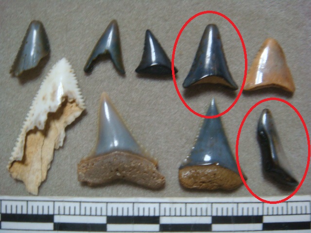 二ツ沼の化石 サメの歯 ② : 茨城県化石工房